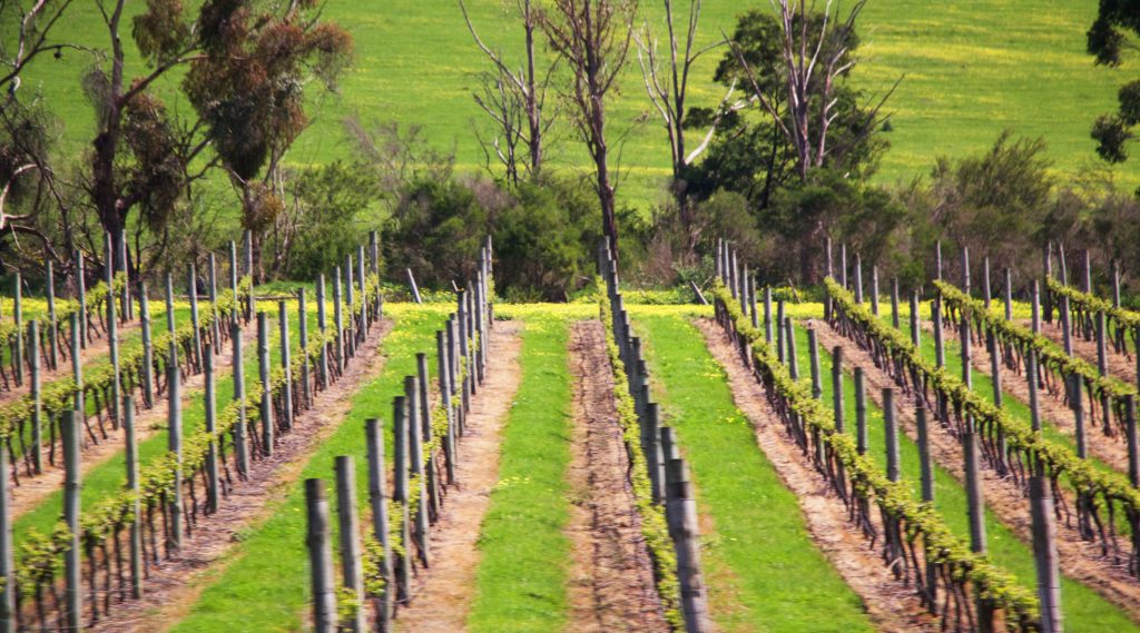 葡萄酒的故鄉亞拉河谷品酒美食之旅