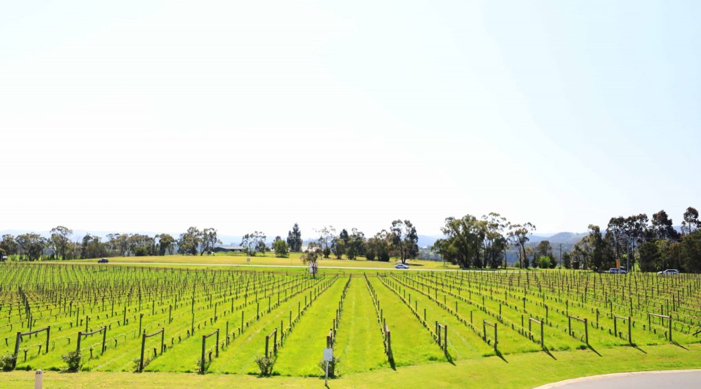 葡萄酒的故鄉亞拉河谷品酒美食之旅
