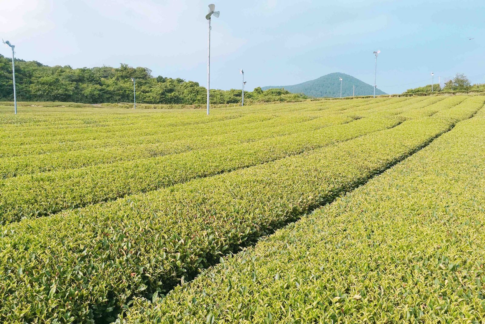 韓國濟州島｜Innisfree Jeju House（濟州小屋）