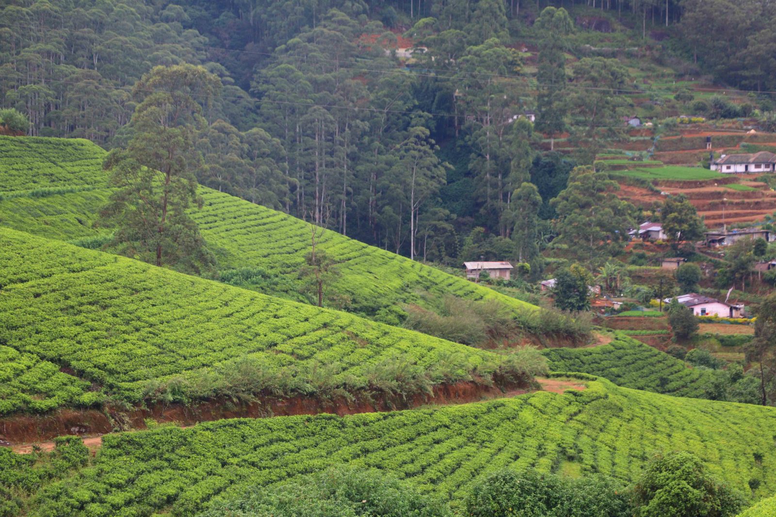 英倫風的城鎮 漫遊茶葉莊園