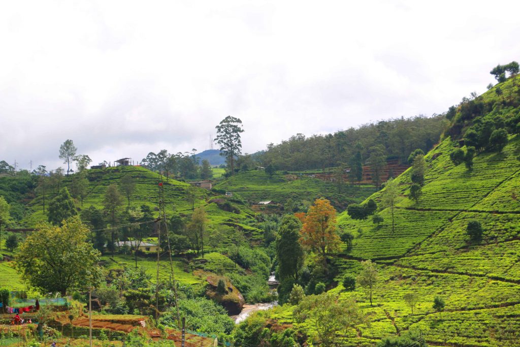 斯里蘭卡 努沃勒埃利耶