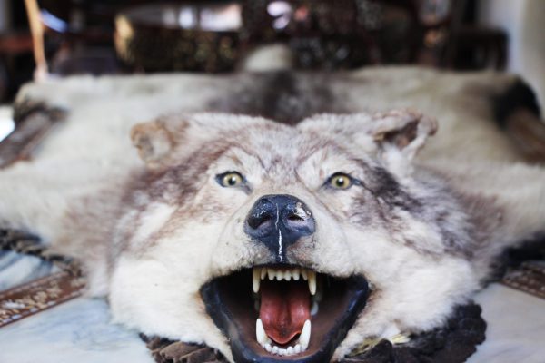 泰國清邁＿金三角 42