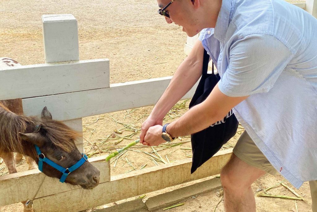 台東 熱氣球嘉年華