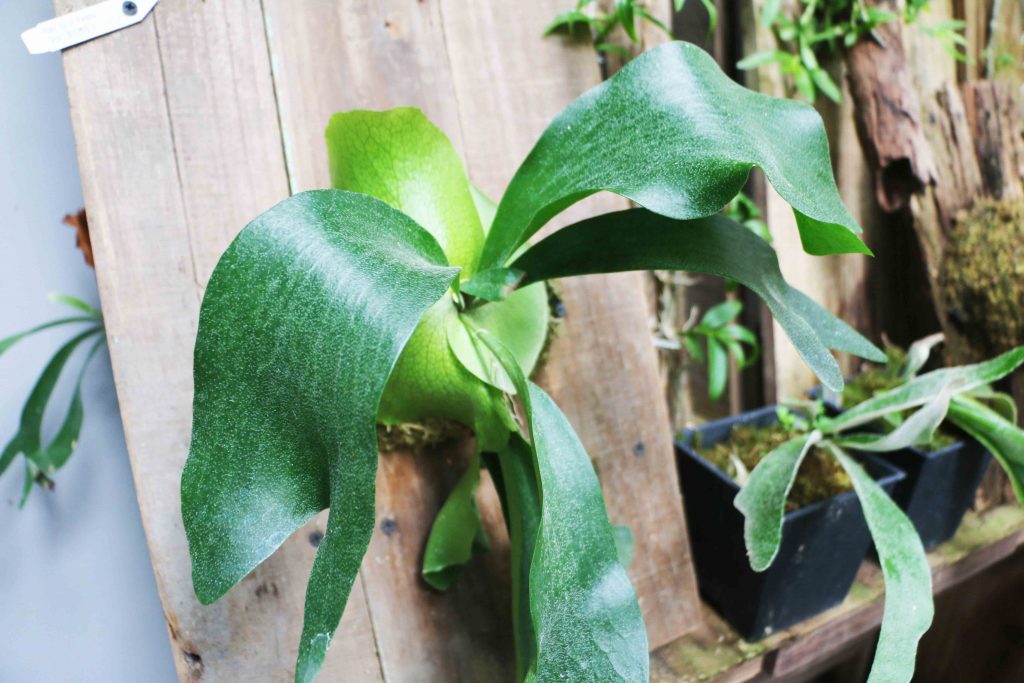 嘉義民雄 嘉義梅山