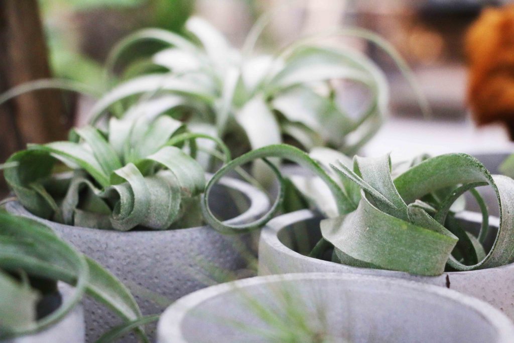 嘉義民雄 嘉義梅山