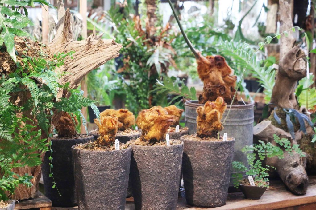 嘉義民雄 嘉義梅山