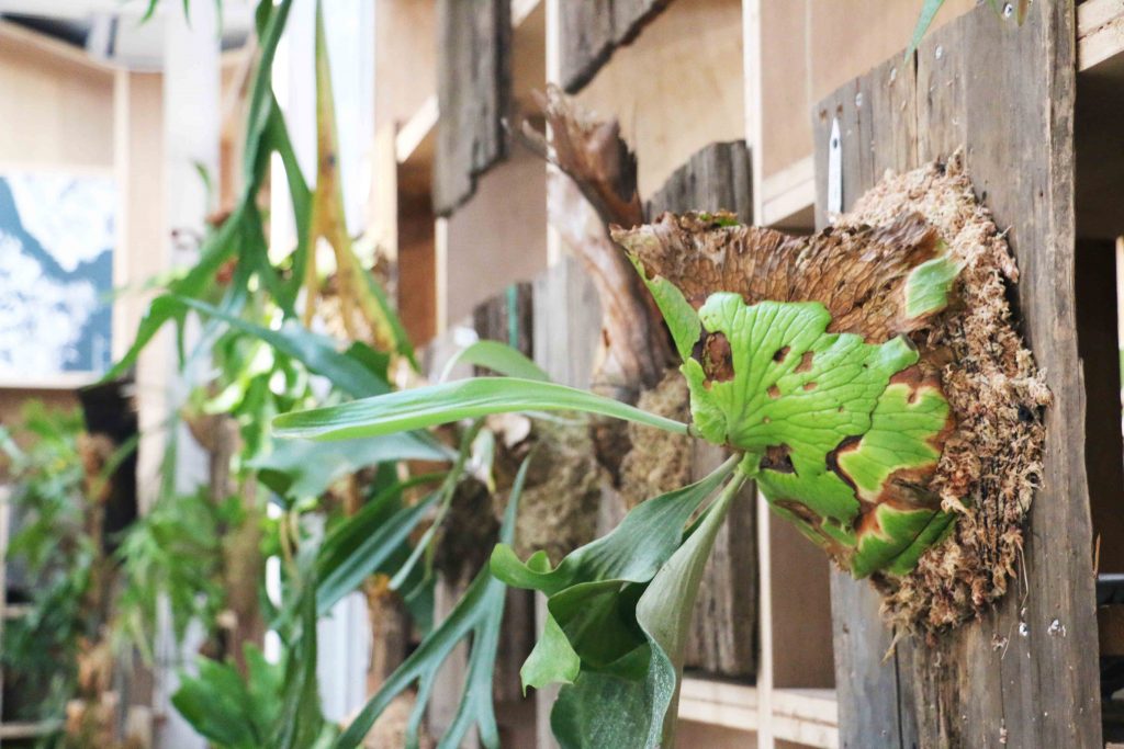 嘉義民雄 嘉義梅山