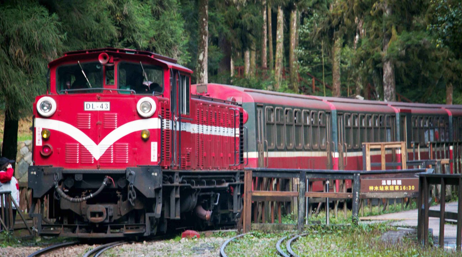 散步在高大神木群中 浸泡綠光森林浴