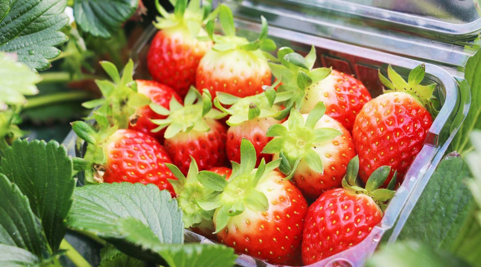 韓國首爾一日遊 有機草莓園＆景觀咖啡廳