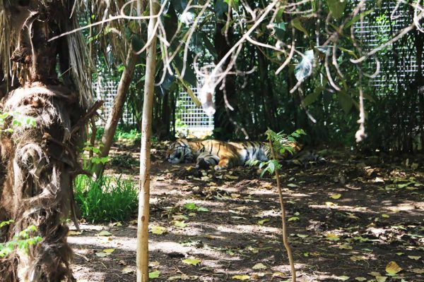 墨爾本動物園_27