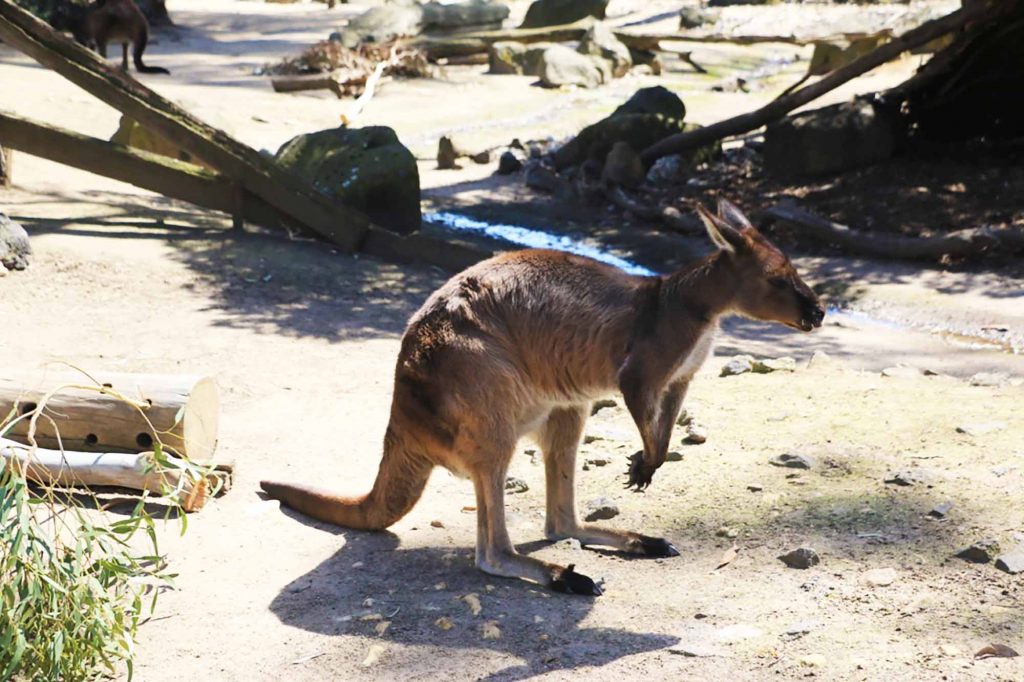 墨爾本動物園
