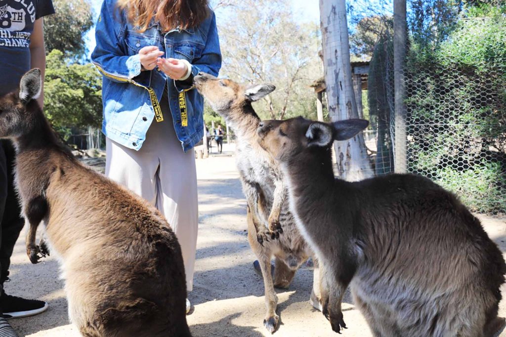墨爾本動物園