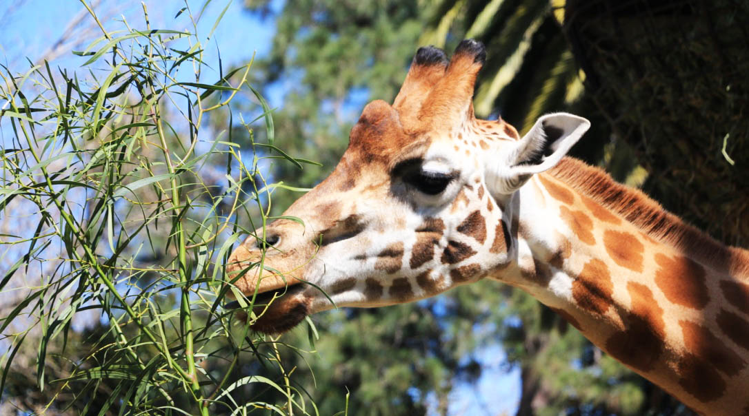 墨爾本動物園 與袋鼠零距離的餵食互動